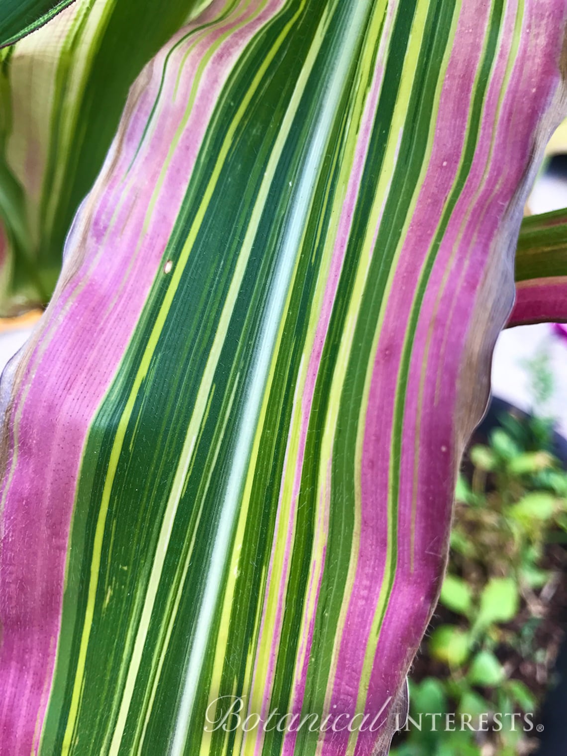 1/4 Oz 50 Organic JAPONICA STRIPED MAIZE Corn Seeds Etsy