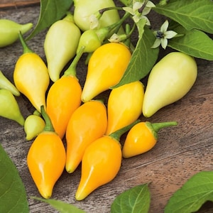 20 semillas de Biquinho Yellow Hot Pepper; Reliquia de Brasil; Pimientos de chile de pico pequeño; Gotas dulces; Corazoncito