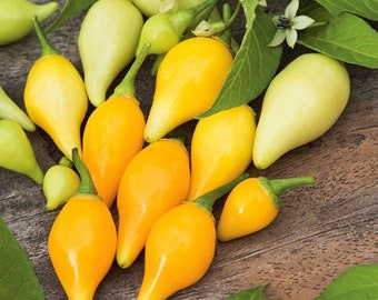 20 Biquinho Yellow Hot Pepper seeds; Brazil Heirloom; Little Beak Chilli peppers; Sweety Drops; Little Heart