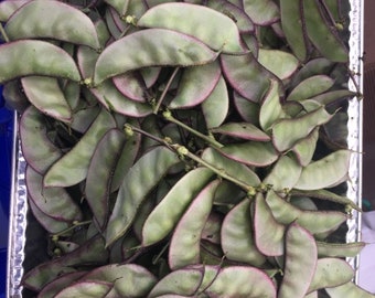 12 organic Asian Hyacinth Bean Seeds; magenta floral display; Dolichos Lablab Bataw; edible ornamental landscape 有機扁豆