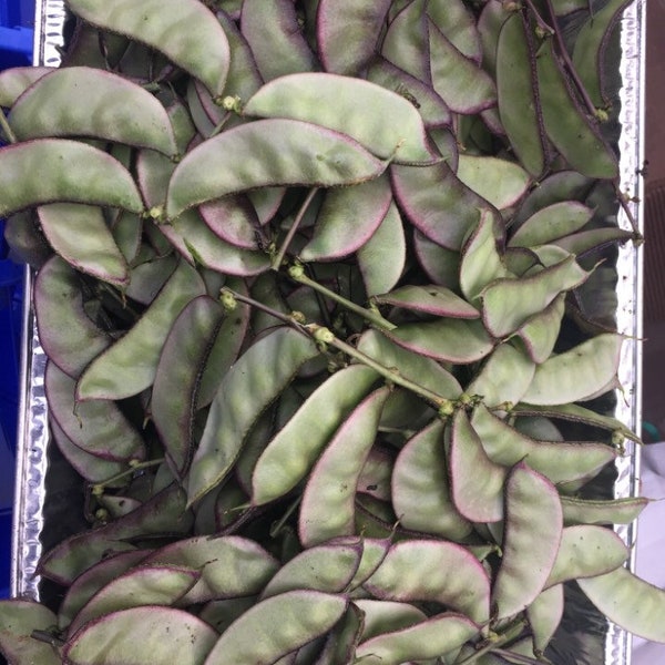 12 organic Asian Hyacinth Bean Seeds; magenta floral display; Dolichos Lablab Bataw; edible ornamental landscape 有機扁豆