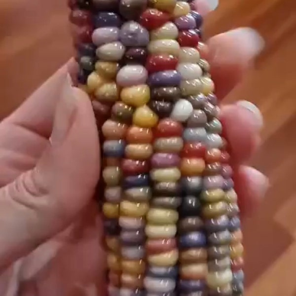 40 organic GLASS GEM Heritage Native Corn seeds;  Ornamental Rainbow-Colored Indian Corn; heirloom non-GMO