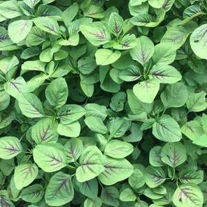 May include: A close-up view of a patch of green leafy vegetables with red veins. The leaves are arranged in a dense, overlapping pattern, creating a textured surface.