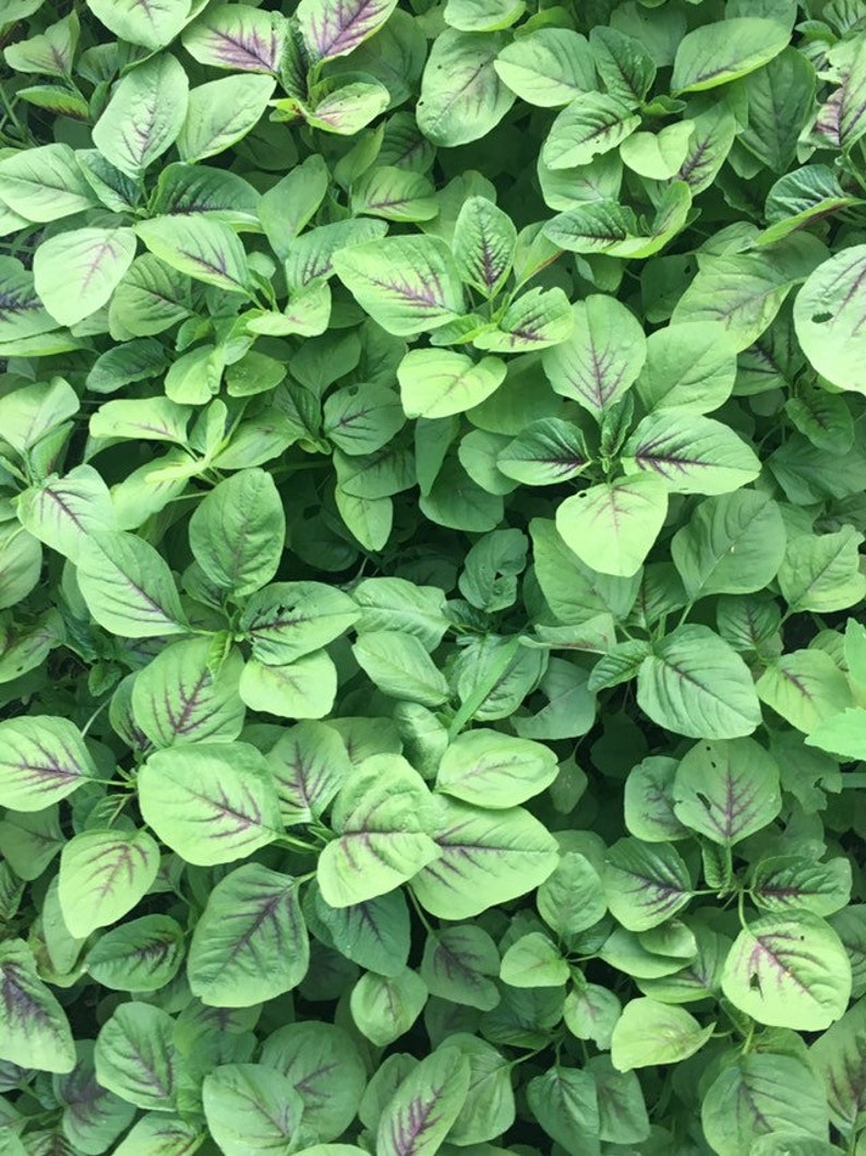 May include: A close-up view of a patch of green leafy vegetables with red veins. The leaves are arranged in a dense, overlapping pattern, creating a textured surface.