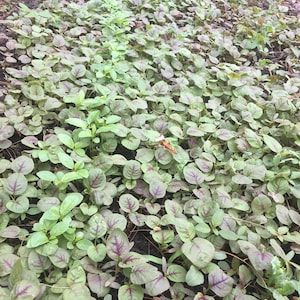 May include: A close-up view of a garden bed with rows of green and red leafy plants. The plants are growing in rich, dark soil.