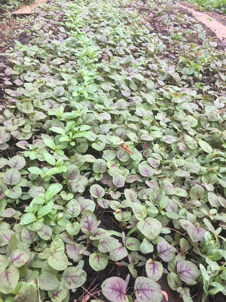 May include: A close-up view of a garden bed with rows of green and red leafy plants. The plants are growing in rich, dark soil.