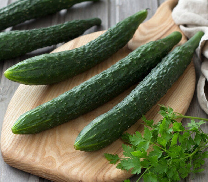 50 CHINA JADE Burpless Cucumber Seeds Nongmo Heirloom Great Etsy