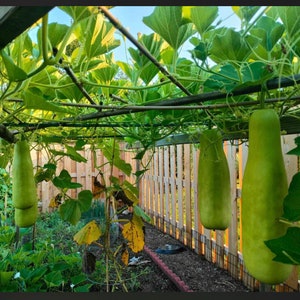 May include: A garden scene featuring several large, green bottle gourds hanging from a wooden trellis. The gourds are elongated and pear-shaped, with a smooth surface. Lush green leaves and vines surround the gourds, with a wooden fence in the background.