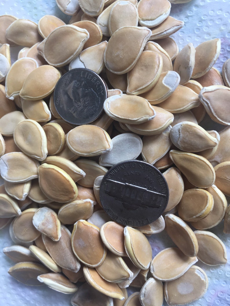 12 Organic RED KURI Hokkaido Winter Squash Seeds; Uchiki Kuri; Japanese ...