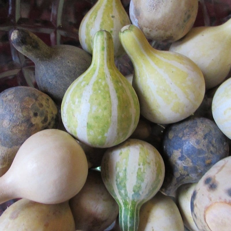 10 Tennessee Dancing Gourd Seeds - Heirloom, Non-GMO, USA Grown - Spinning Gourd For Crafts