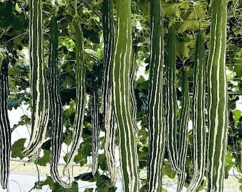 Padwal Maharashtra; Indian Long Snake Viper Gourd Seeds; Chichinda ...