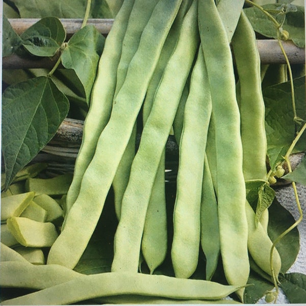 30 organic HELDA Romano Pole Bean Seeds; 9" flat meaty pods; French Heirloom; new crop; HILDA