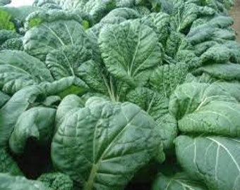 May include: Close-up of a field of dark green leafy vegetables. The leaves are large and have a slightly crinkled texture.