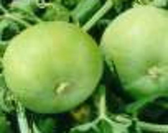 10 TINDA GOURD Squash Melon Seeds; Jaya; Indian Heirloom