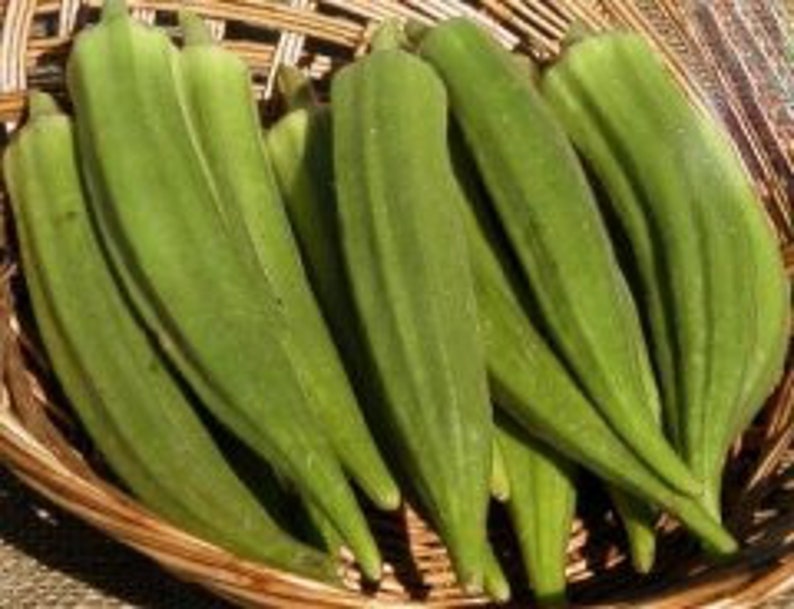 5-gram 100 CLEMSON SpineLess OKRA seeds | Etsy