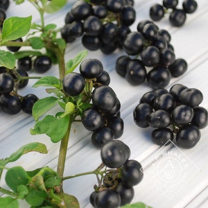 200-1000 GARDEN HUCKLEBERRY seeds - Solanum melanocerasum