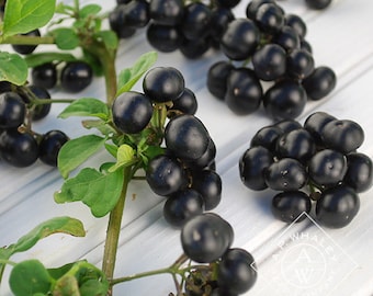 200-1000 GARDEN HUCKLEBERRY seeds - Solanum melanocerasum