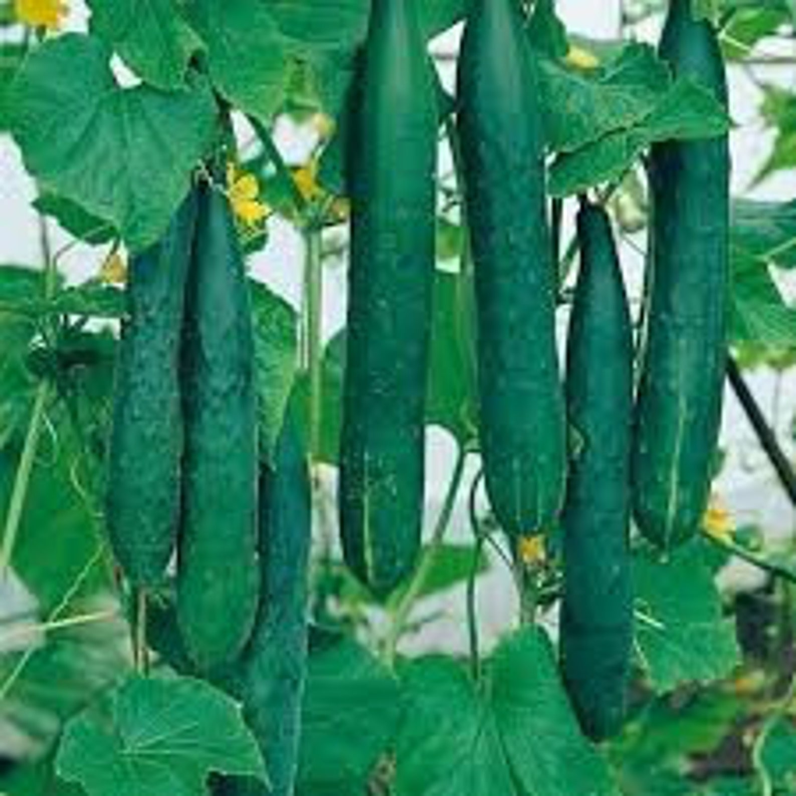 Огурцы Какие Лучше Купить Семена