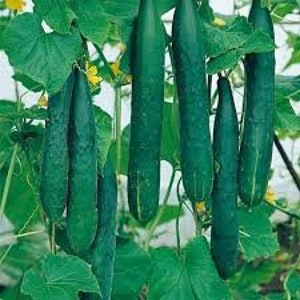 50 Chinese Italian Slangen Cucumber seeds; non-GMO