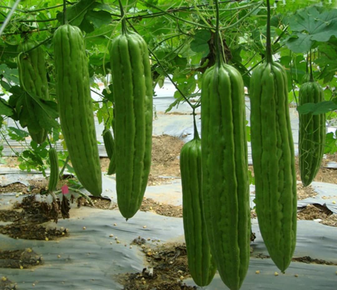 Ampalaya Plant chokecherry-only-foods