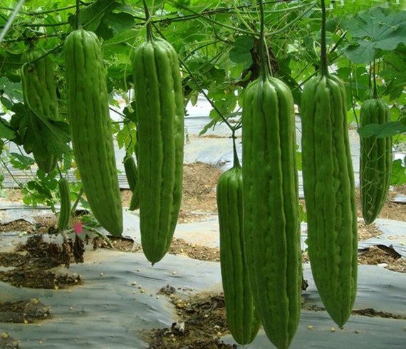 10 100 Bitter Melon Seeds Green Skin Bitter Gourd Ku Gua Etsy Denmark