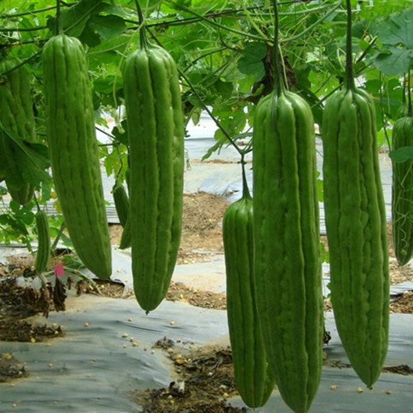 BITTER MELON Seeds; Green Skin Bittermelon Gourd; Ku Gua 青皮苦瓜; high germination rate!!! Balsam Pear, bitter gourd