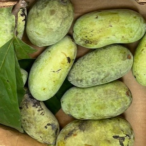 May include: A box filled with green pawpaw fruit. The fruit is oval-shaped and has a bumpy texture.