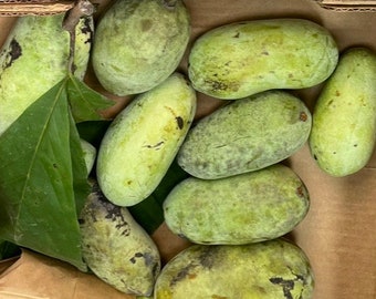 May include: A box filled with green pawpaw fruit. The fruit is oval-shaped and has a bumpy texture.