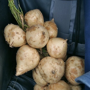 THAI JICAMA seeds ヒカマ;  沙葛, 葛薯; 葛芋 kuzu-imo くずいも; Mexican Yam Bean