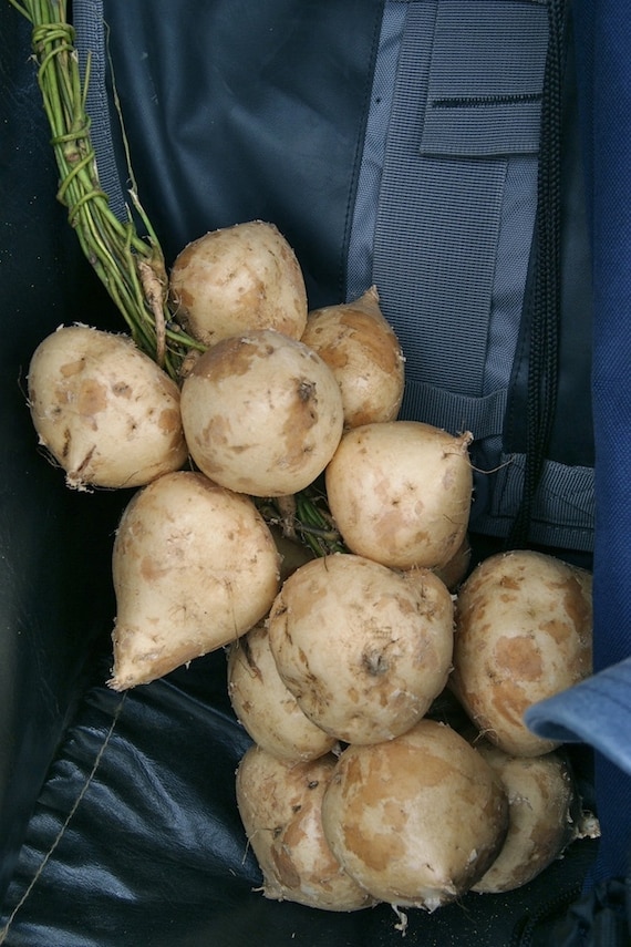 25500 THAI JICAMA seeds ヒカマ 沙葛 葛薯 葛芋 kuzuimo くずいも Etsy 日本