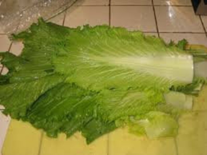 4gram 1000 MICHIHILI Loosehead Chinese Cabbage Seeds Etsy