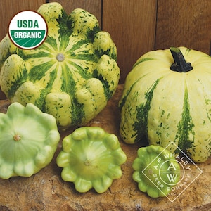 May include: Four squash with green and yellow stripes. The squash are different sizes and shapes. The largest squash is a patty pan squash with a ruffled edge. The smallest squash is a round, smooth squash. The squash are on a wooden surface. The image includes the text "USDA Organic" and "A.P. Whaley Seed Company LLC".