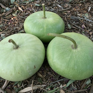15 CORSICAN GOURD seeds; novelty; fun to grow; for Basket Arts & Crafts; hard shelled