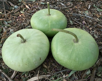 15 CORSICAN GOURD seeds; novelty; fun to grow; for Basket Arts & Crafts; hard shelled