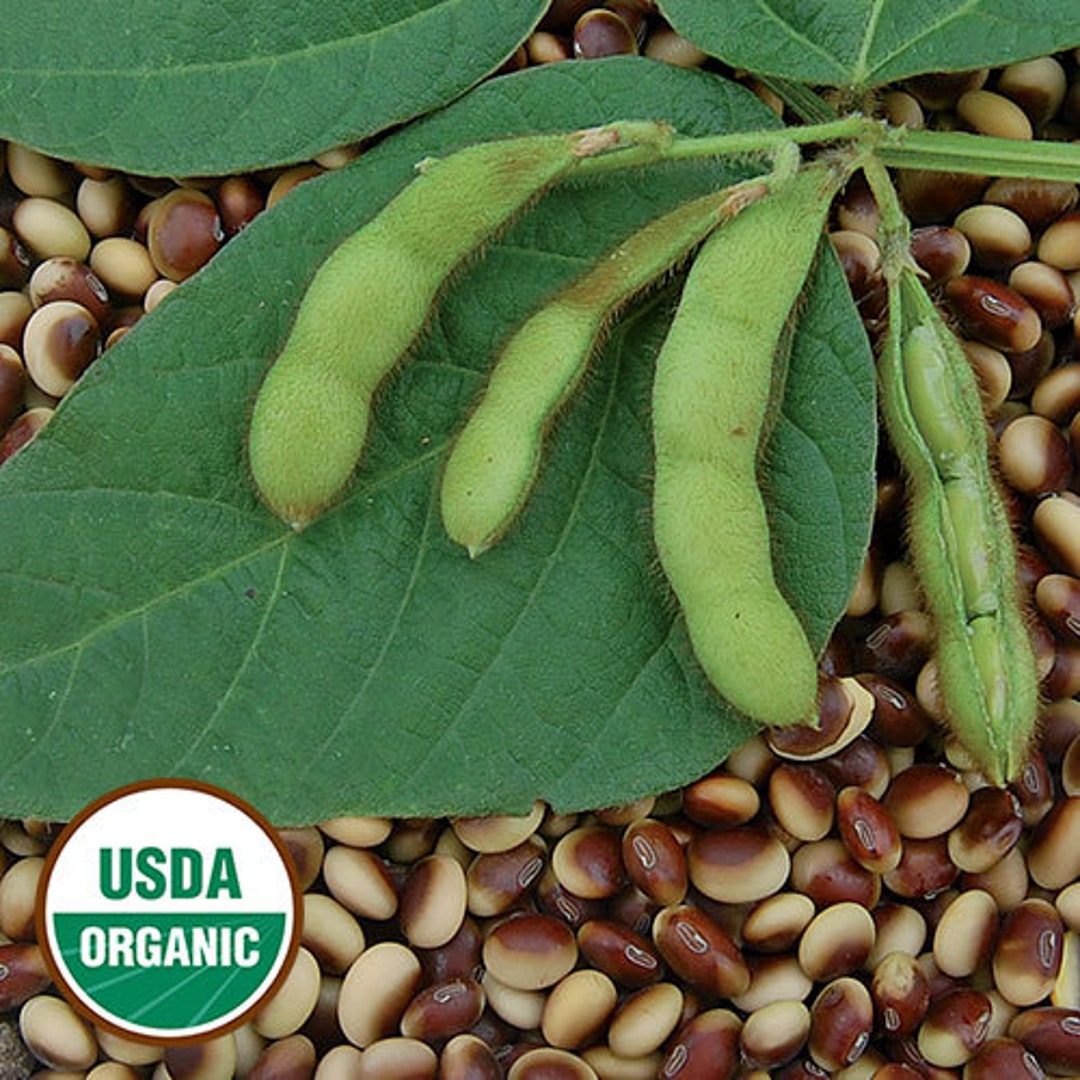 50 AGATE Organic Edamame Seeds Edible Soy Bean Soybean 札幌枝豆 Very Rare Historic Variety From