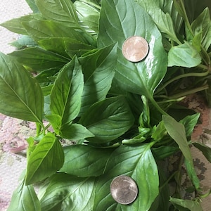 May include: A bunch of fresh green basil leaves with two US coins on top.