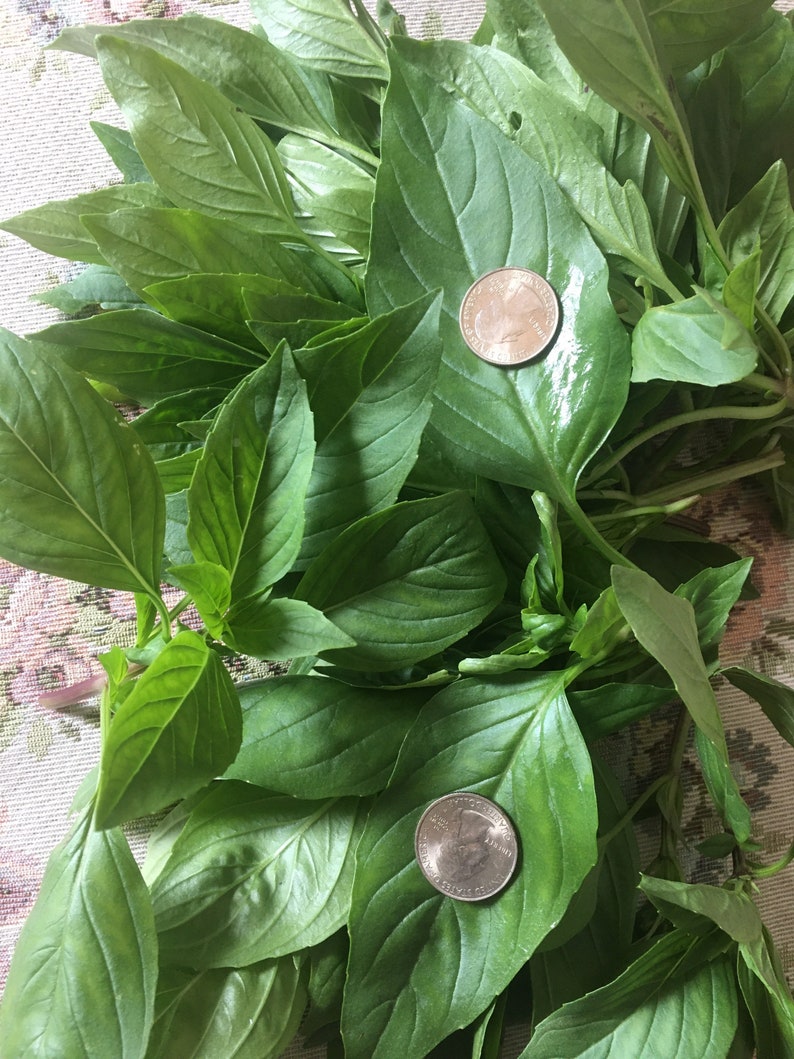 1200 2gram Thai Basil SWEET LARGE LEAF seeds nongmo Etsy