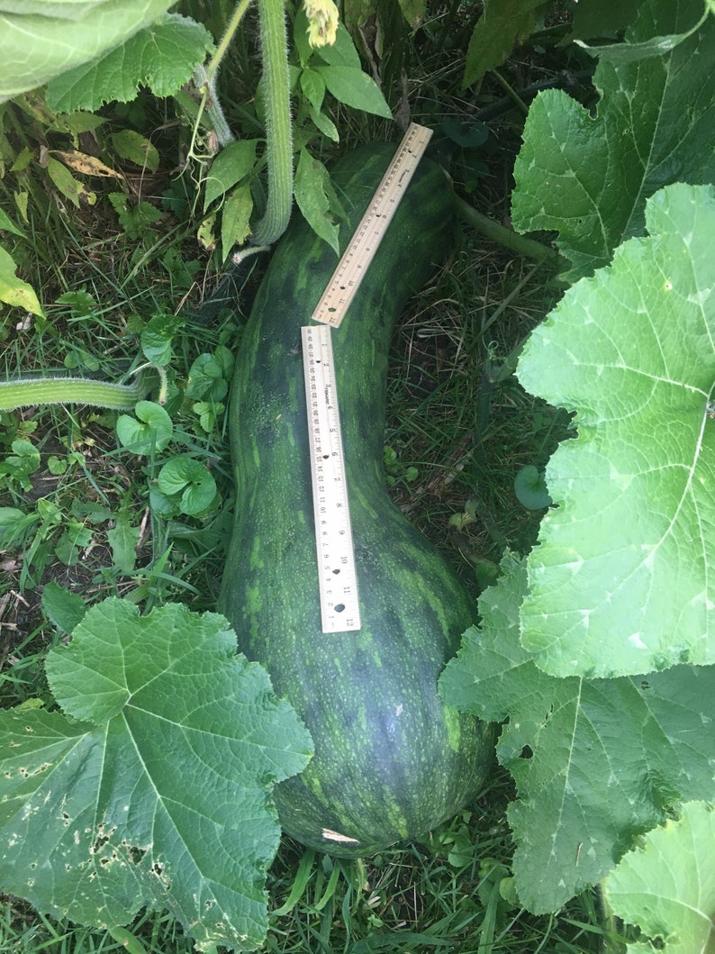 PanAsiaHeirloom Zucca Lunga Piena di Napoli Seeds - Thumbnail 2