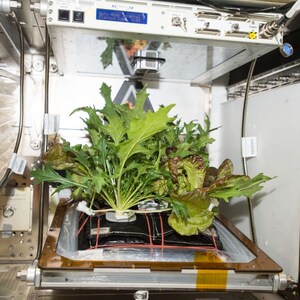 2000 OutRedGeous Romaine Lettuce seeds USDA organic grown at International Space Station image 3