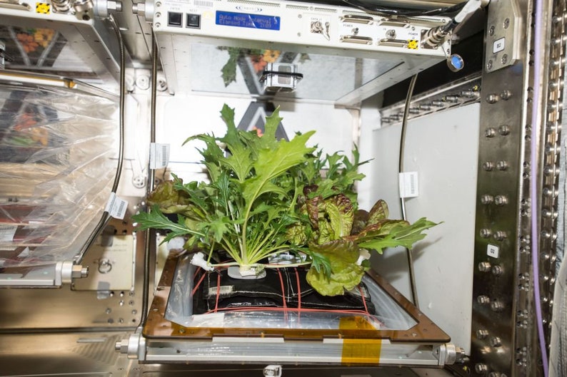 2000 OutRedGeous Romaine Lettuce seeds USDA organic grown at International Space Station image 3