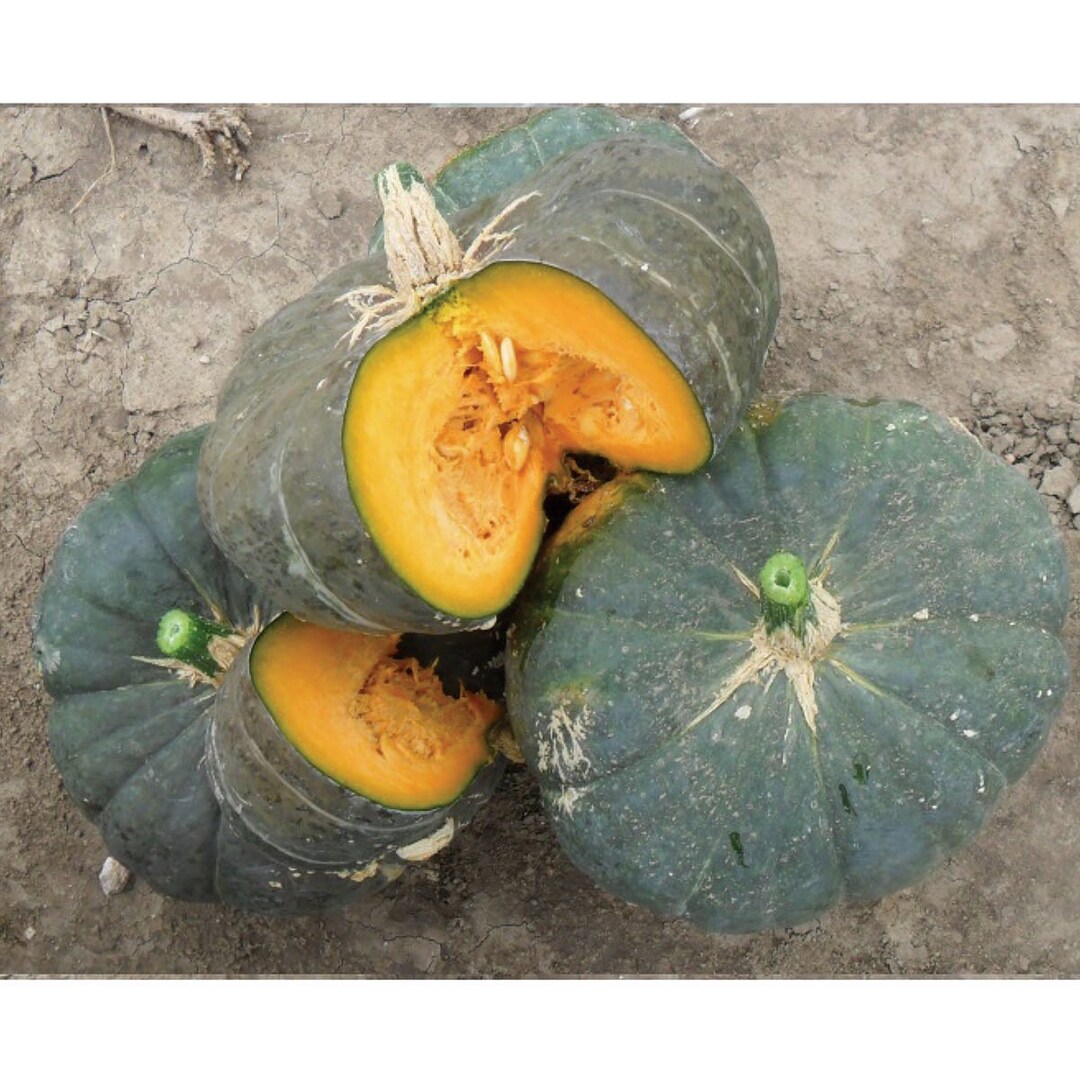 10 SAKE Hybrid Japanese Kabocha Winter Squash Seeds - Etsy