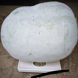 15 organic GIANT ROUND Wax Gourd seeds; 40+ lbs possible; 有機大圓冬瓜; Wax Gourd; Dong Gua