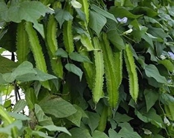 20 WINGED BEAN seeds; Asparagus pea, Wing pea, Four Angled bean; Dara dham bala; Goa bean; Đậu rồng