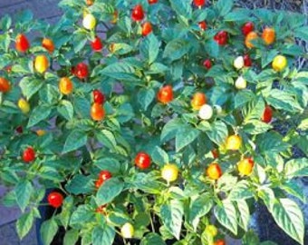100 Fire Cracker Hot Pepper seeds; Firecracker Chili; Ornamental Rainbow Colors; do well in container; 45,000 SHUs