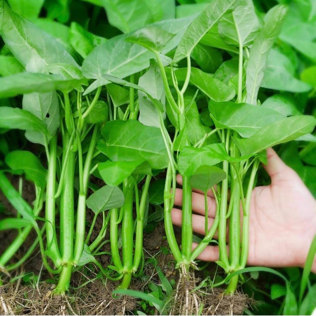 Triple-stem Water Spinach Seeds; Ong Choi; Rau Muống Ba Chạc; Rang Dong ...