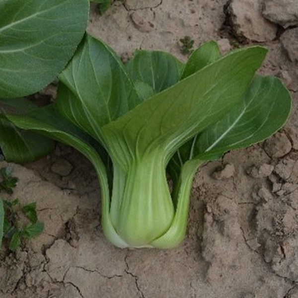 3-gram ~1000 Toy Green F1 Shanghai Miao Pak Choi; Heat tolerant; 袖珍青上海苗