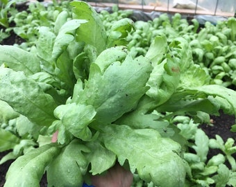 1/4-oz 1000+ Tiger Ear Big Leaf Edible Crown Daisy seeds; Tong Ho; Shungiku; 虎耳大葉茼蒿 Vietnamese Tần Ô, Rau Cú, Caỉ Cúc