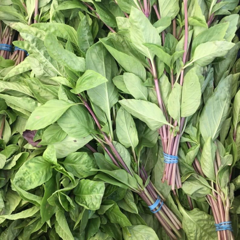 1200 2gram Thai Basil SWEET LARGE LEAF seeds nongmo Etsy
