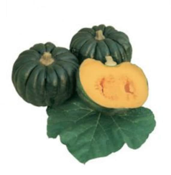 Kogiku Japanese Kabocha Winter Squash Seeds 小菊南瓜 こぎくかぼちゃ Etsy
