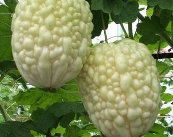 Rare Find! 5 WHITE APPLE BITTERMELON F1 Seeds; 台灣白蘋果苦瓜; Taiwan novelty White Bitter Melon Gourd; Balsam Pear